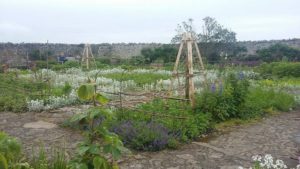Walled Garden Lindisfarne